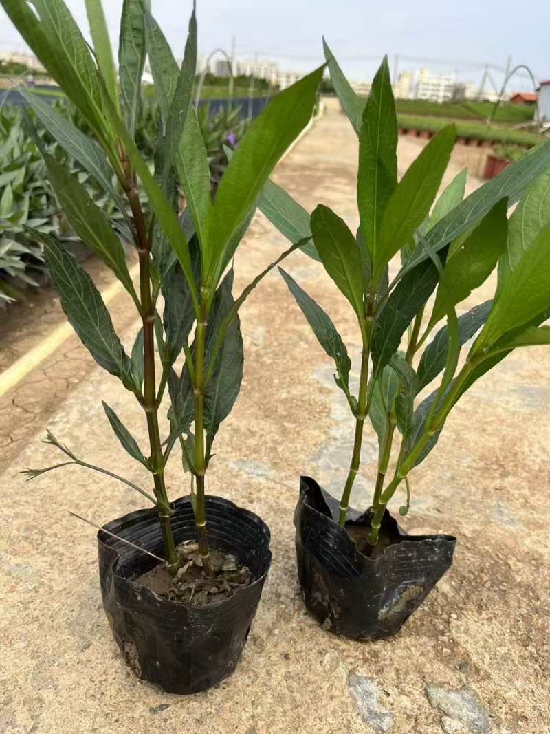 精品翠芦莉基地直发