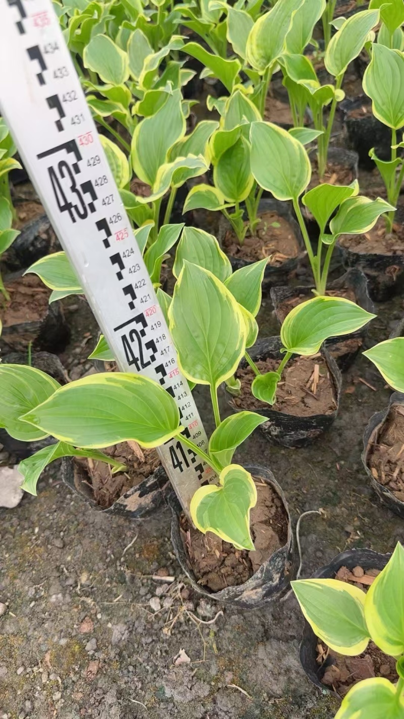 精品花叶玉簪基地直发