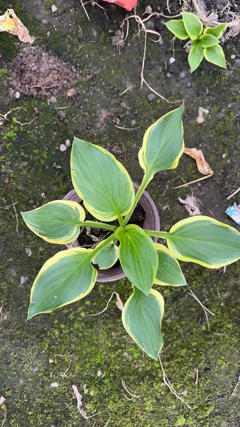 精品花叶玉簪基地直发