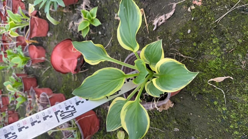 精品花叶玉簪基地直发