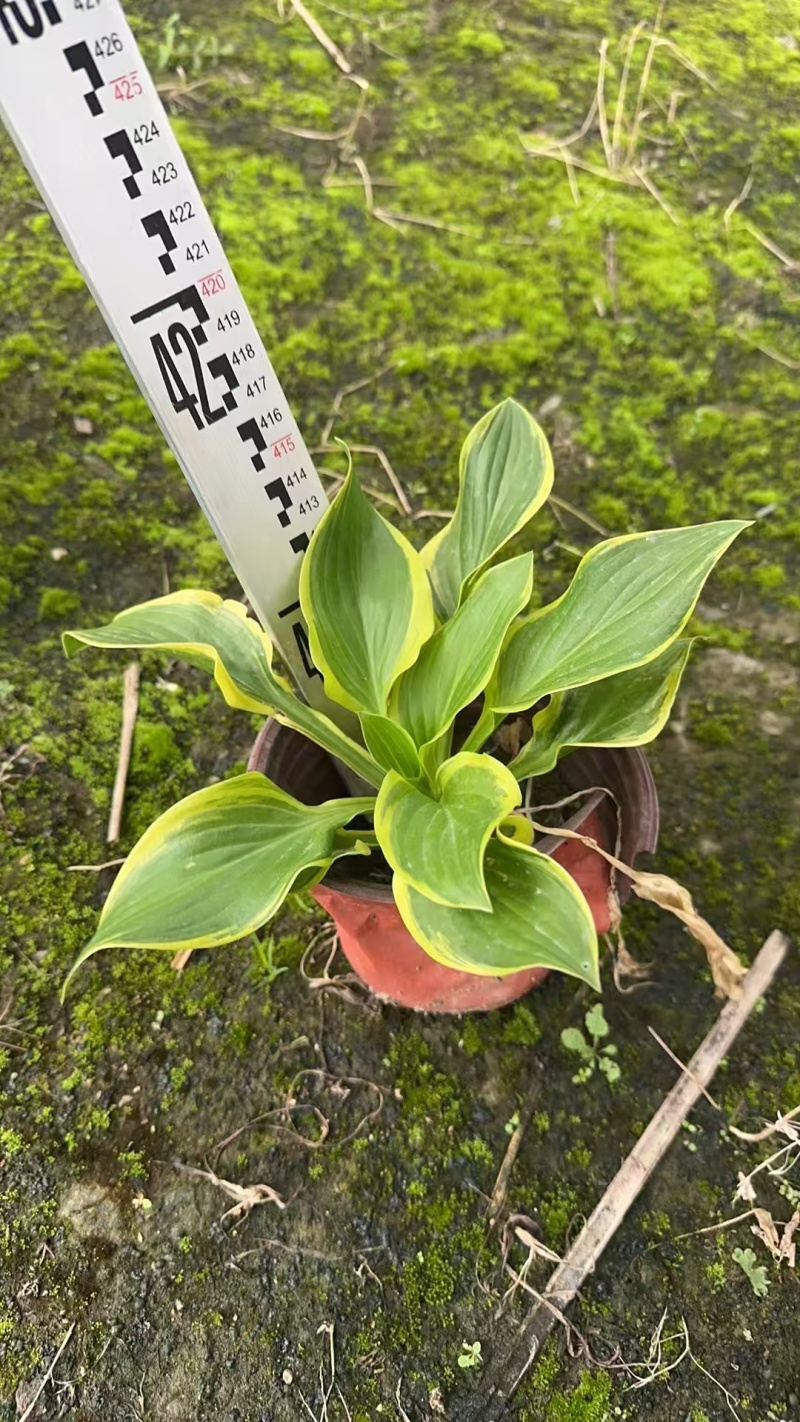 精品花叶玉簪基地直发