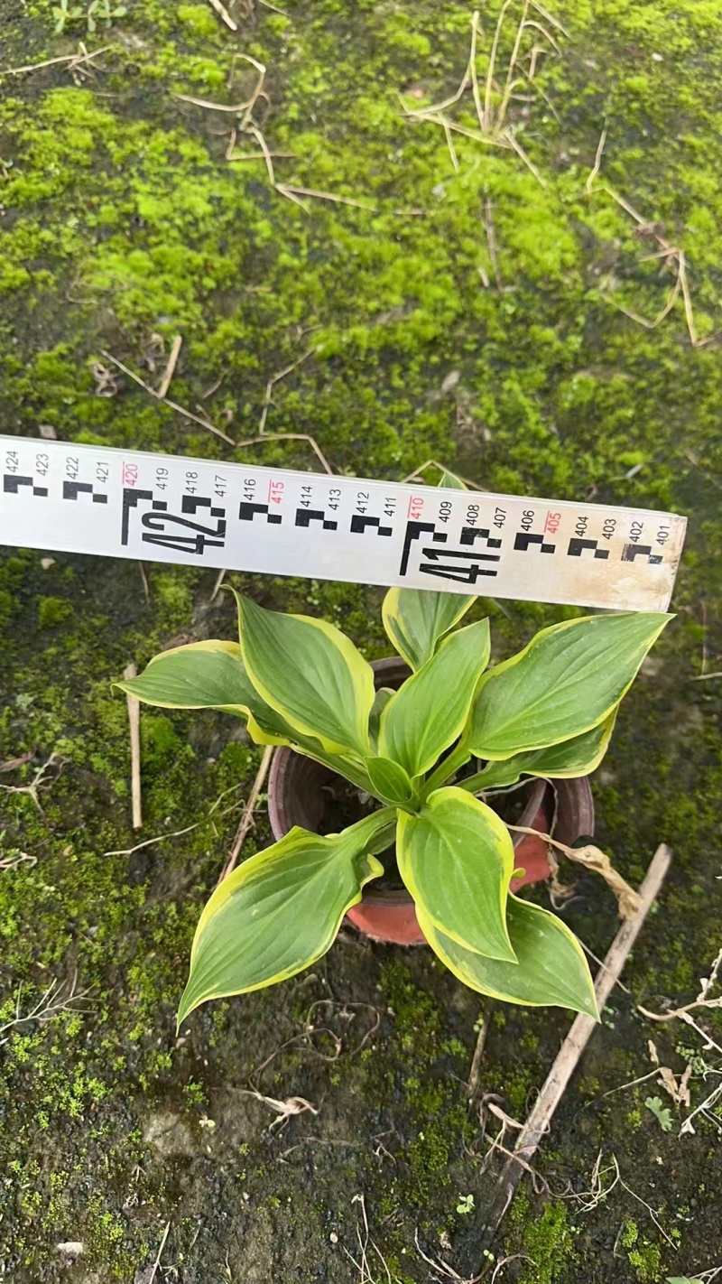 精品花叶玉簪基地直发