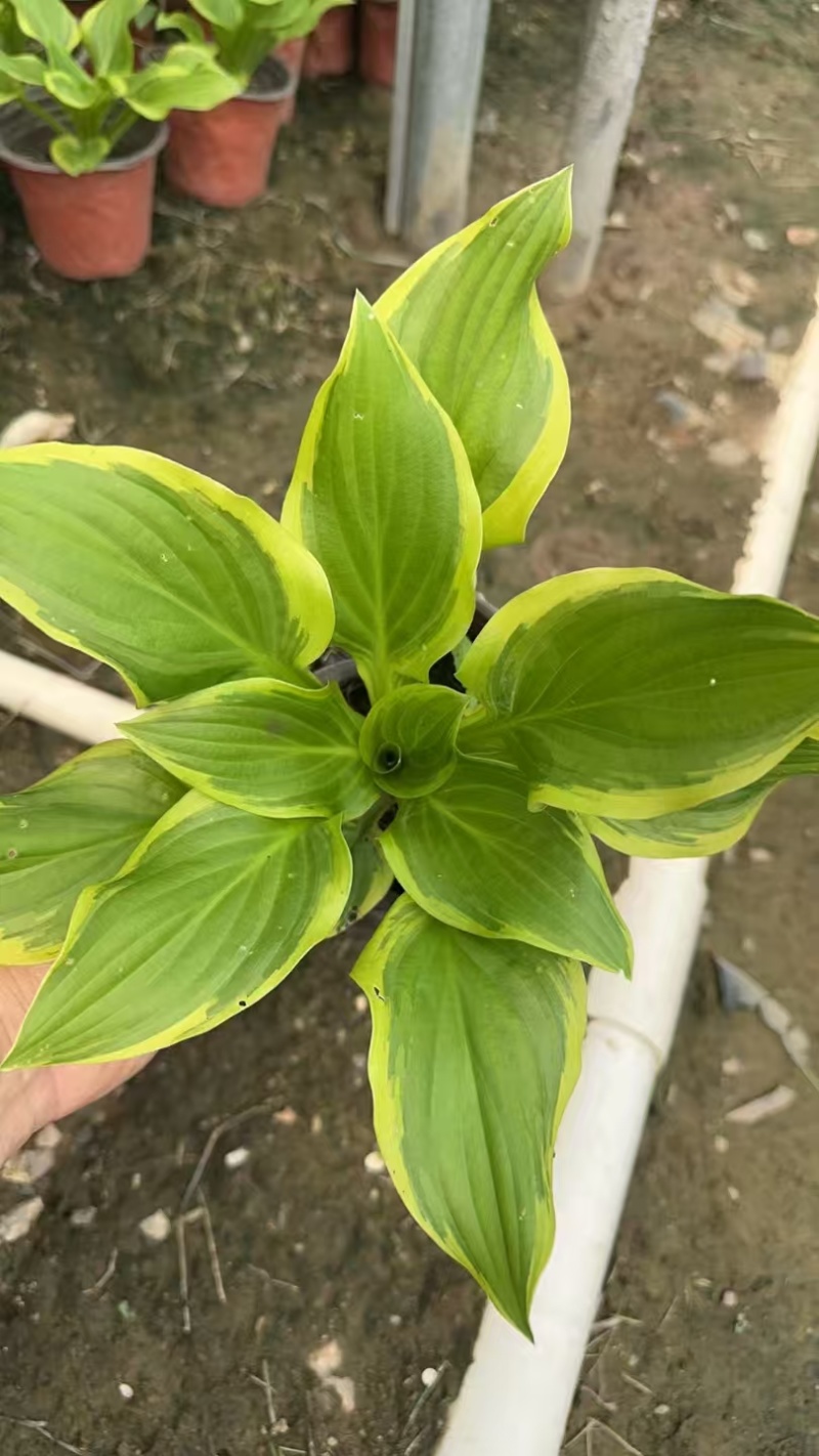 精品花叶玉簪基地直发