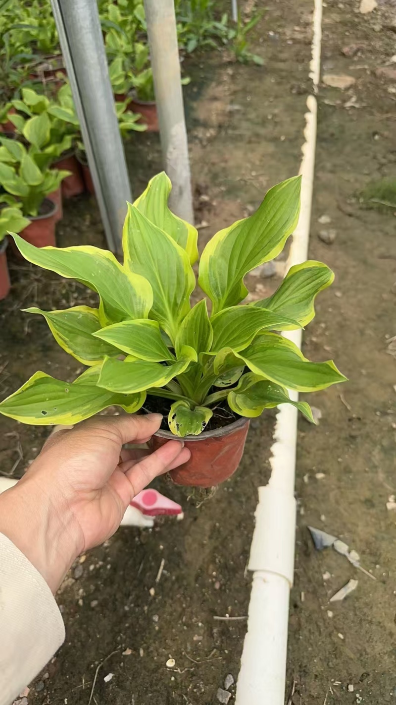 精品花叶玉簪基地直发