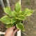 精品花叶玉簪基地直发