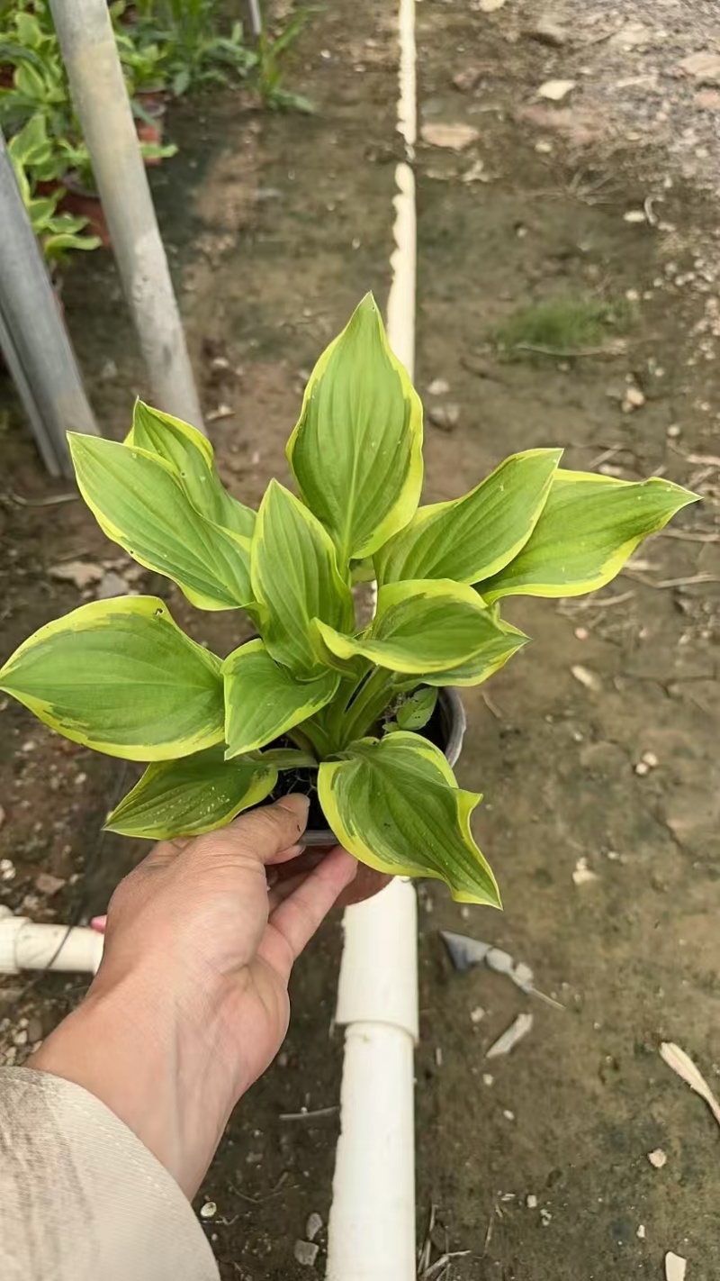 精品花叶玉簪基地直发
