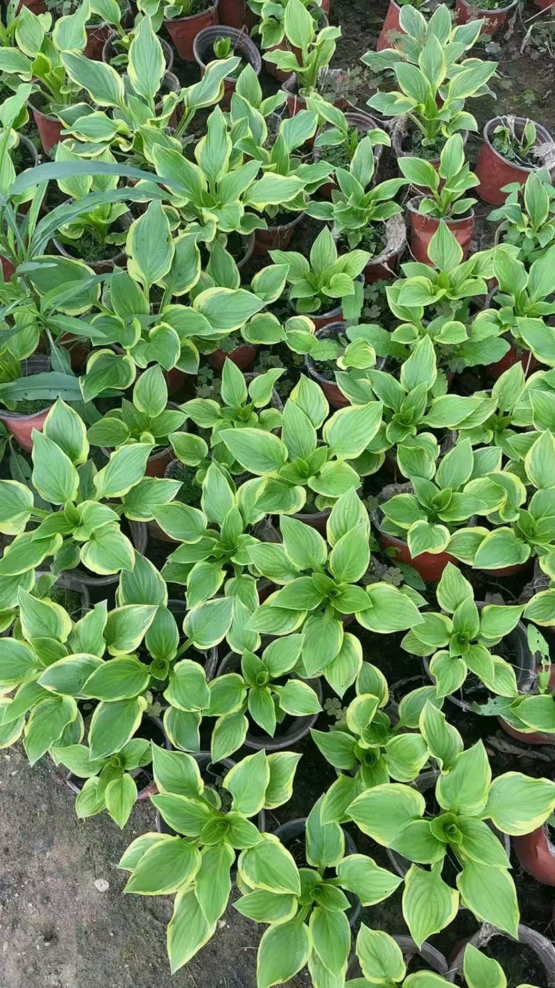 精品花叶玉簪基地直发
