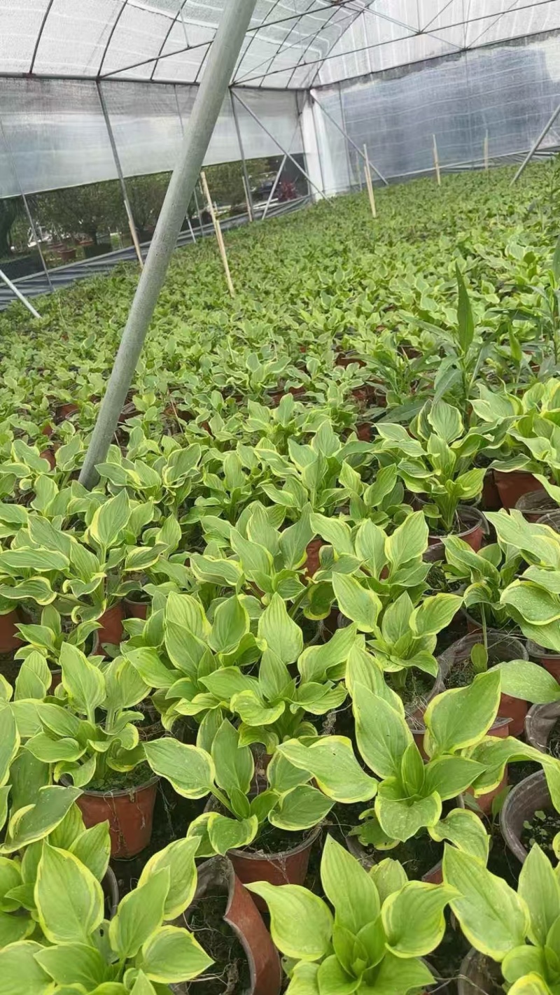 精品花叶玉簪基地直发