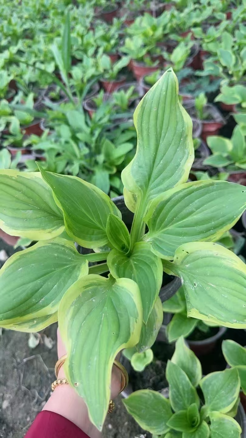 精品花叶玉簪基地直发