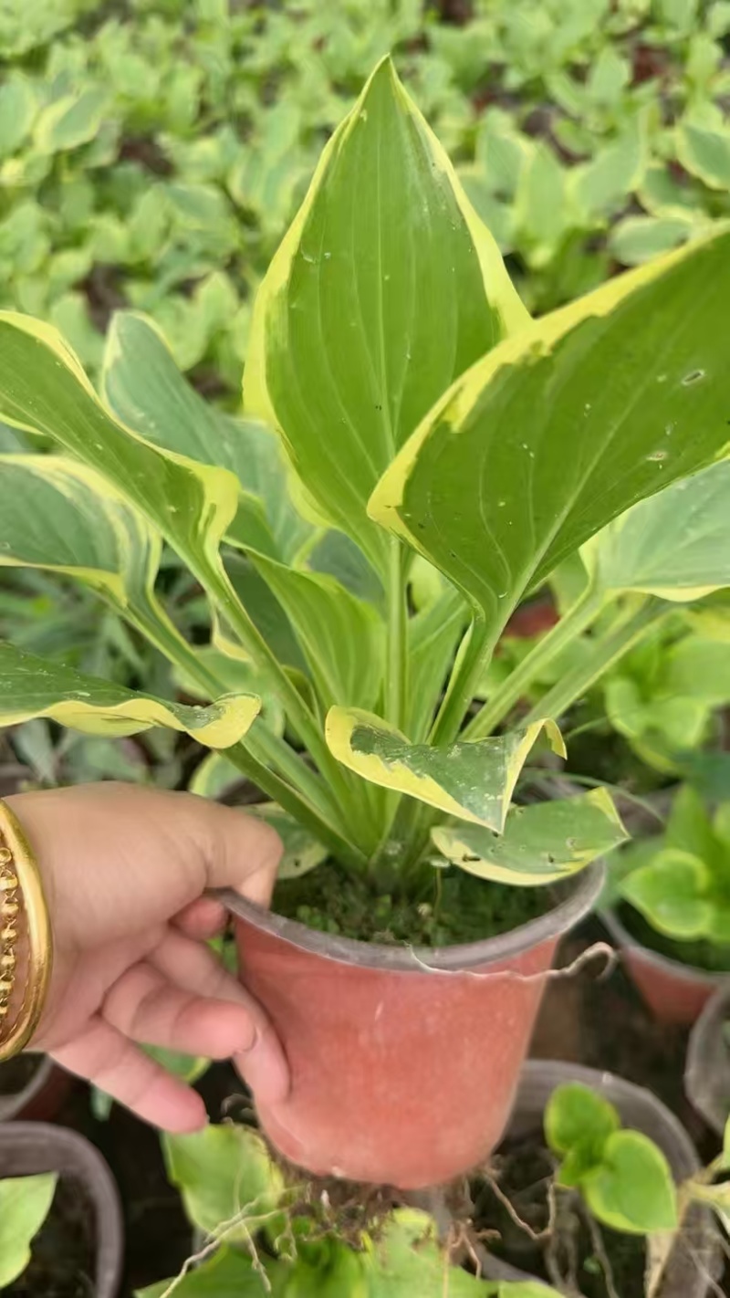 精品花叶玉簪基地直发