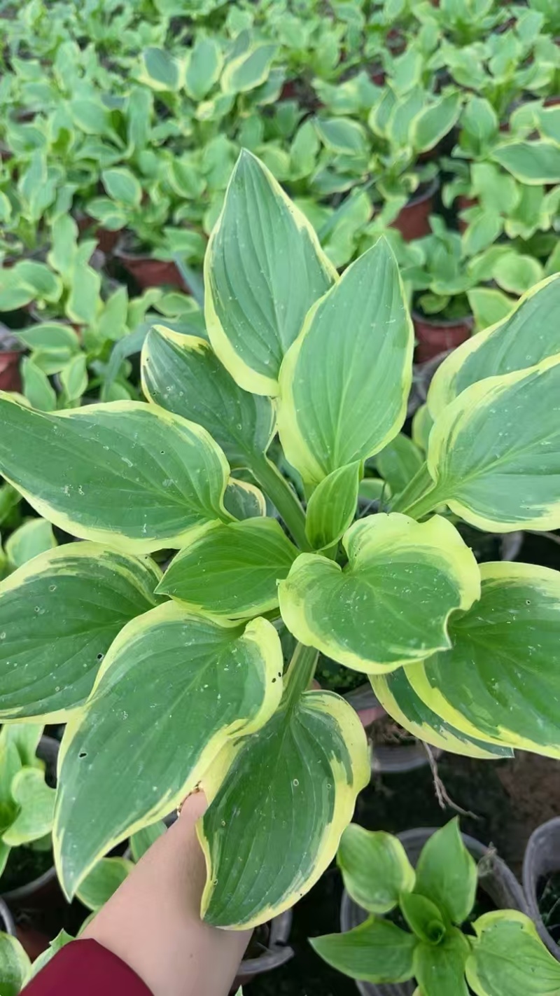 精品花叶玉簪基地直发