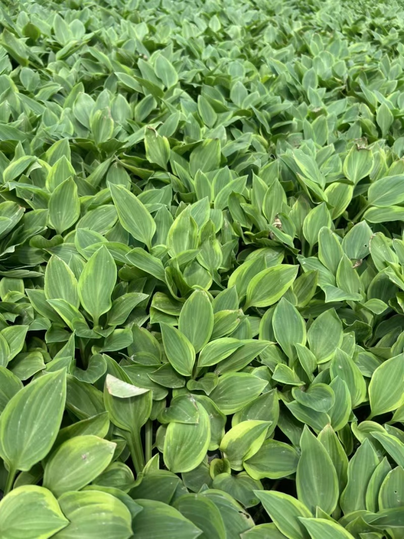 精品花叶玉簪基地直发