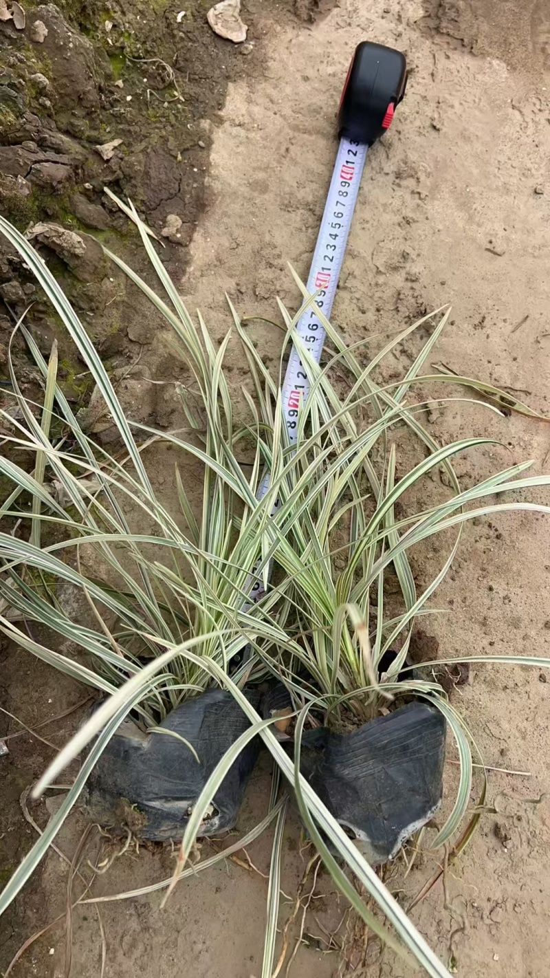 精品银边草基地直发