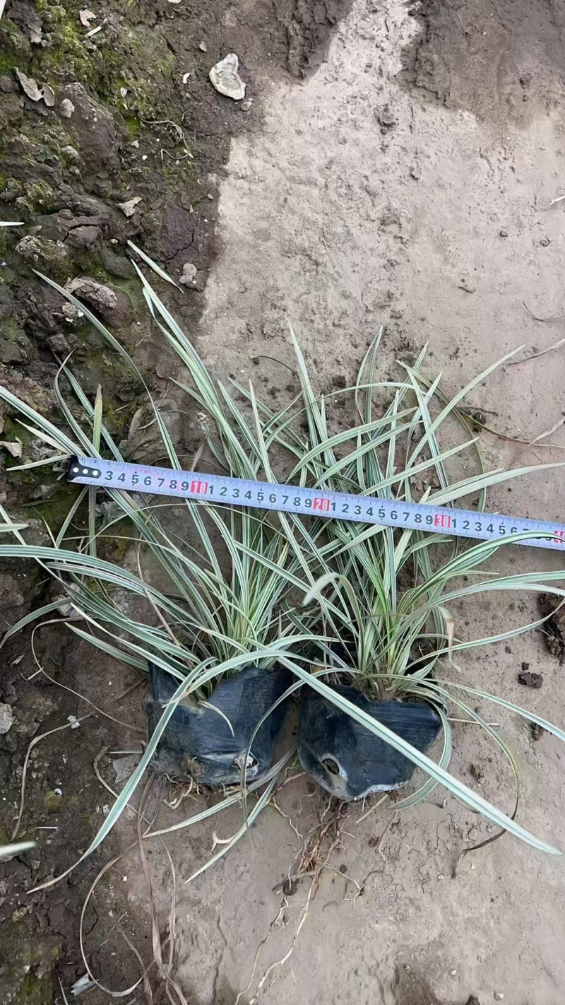 精品银边草基地直发