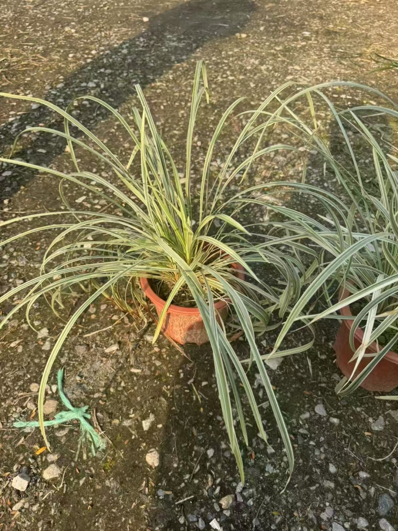 精品银边草基地直发