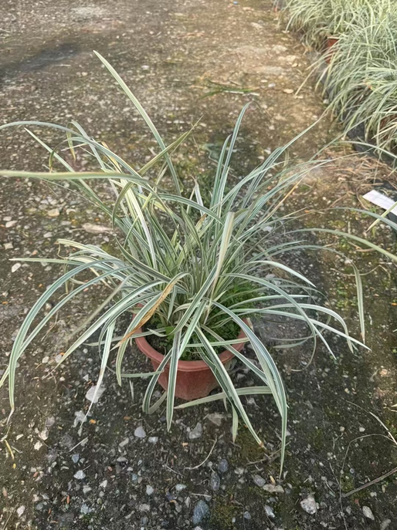 精品银边草基地直发