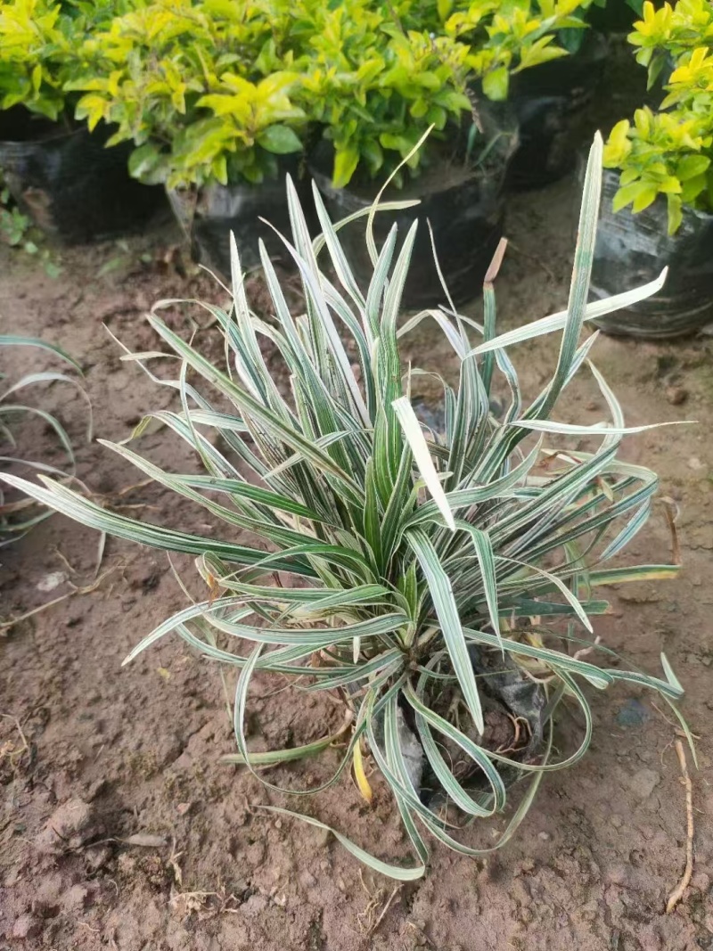 精品银边草基地直发