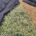精品银边草基地直发