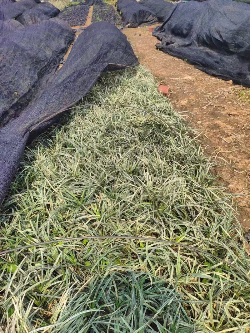精品银边草基地直发