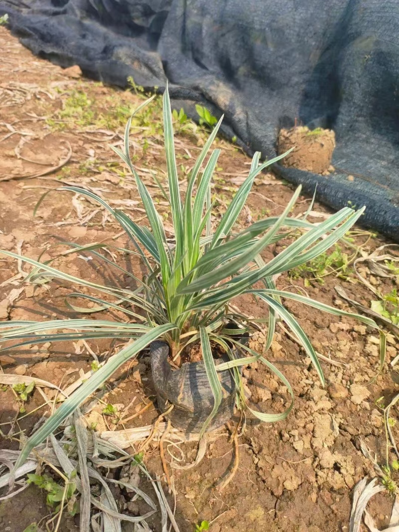 精品银边草基地直发