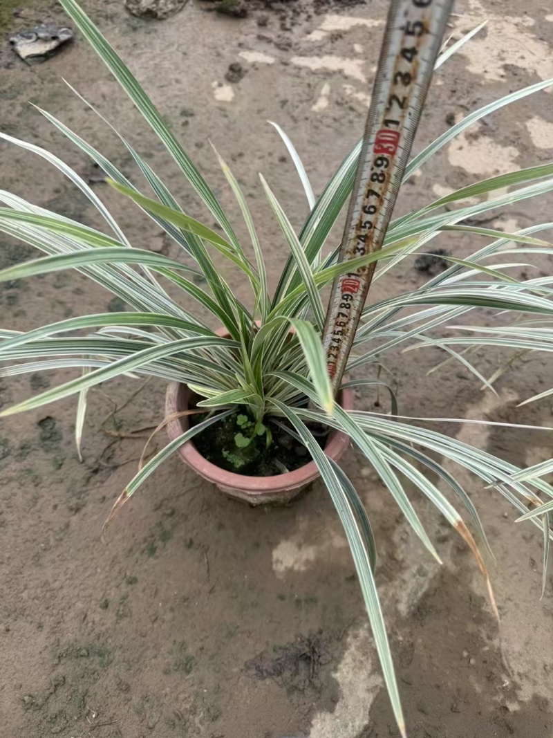 精品银边草基地直发