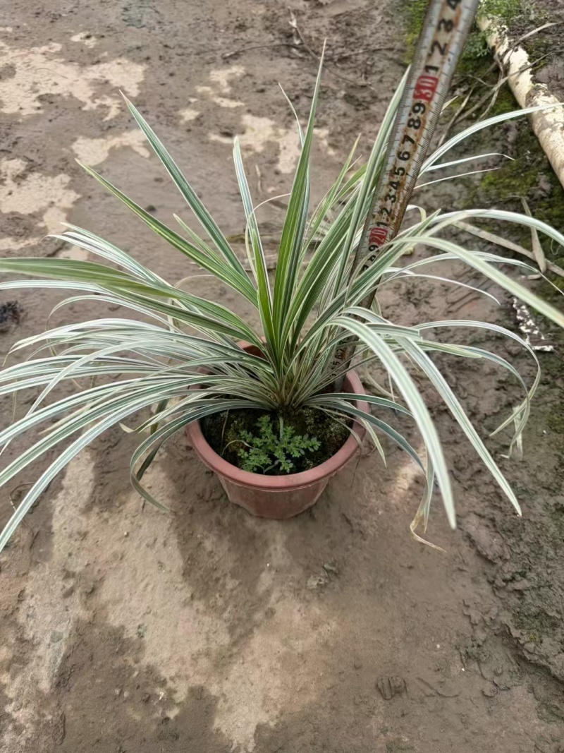 精品银边草基地直发