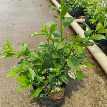精品花叶假连翘基地直发