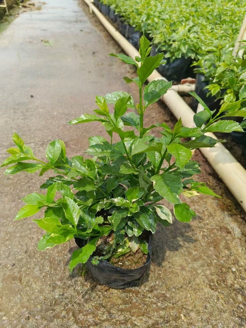 精品花叶假连翘基地直发