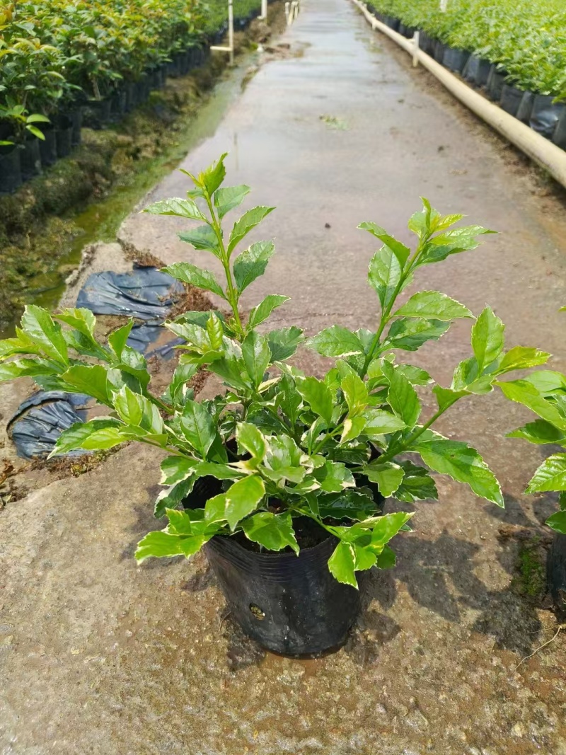 精品花叶假连翘基地直发