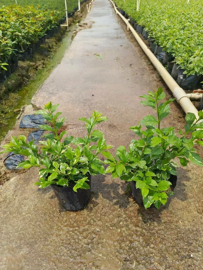 精品花叶假连翘基地直发
