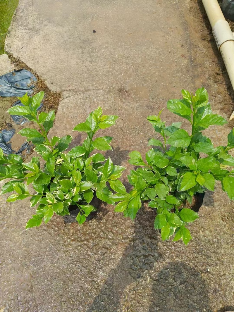 精品花叶假连翘基地直发