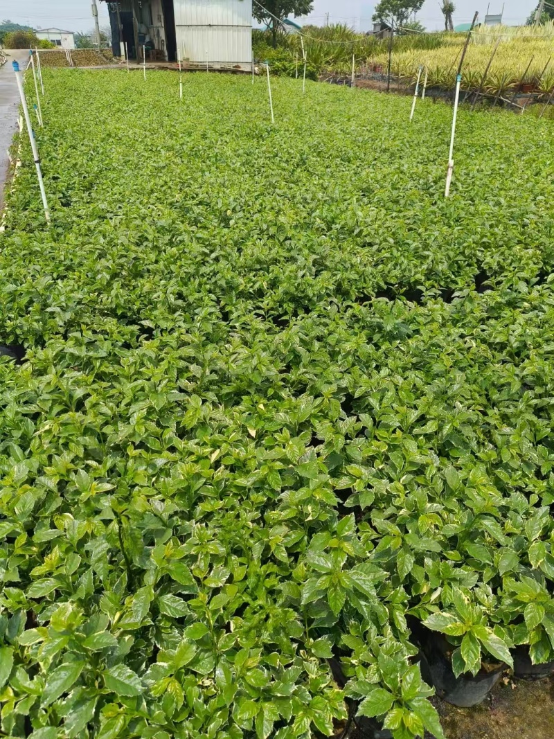 精品花叶假连翘基地直发