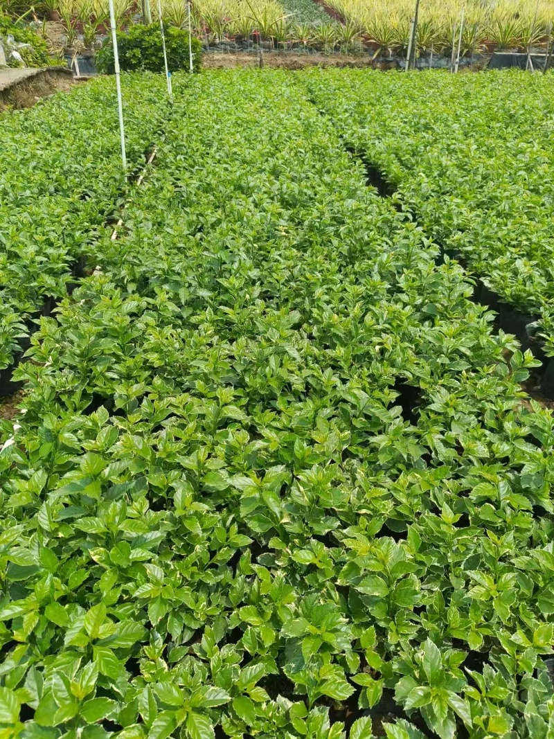 精品花叶假连翘基地直发