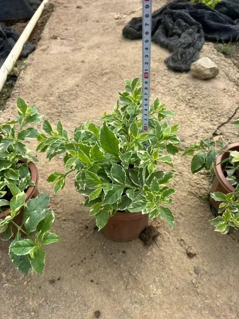精品花叶假连翘基地直发