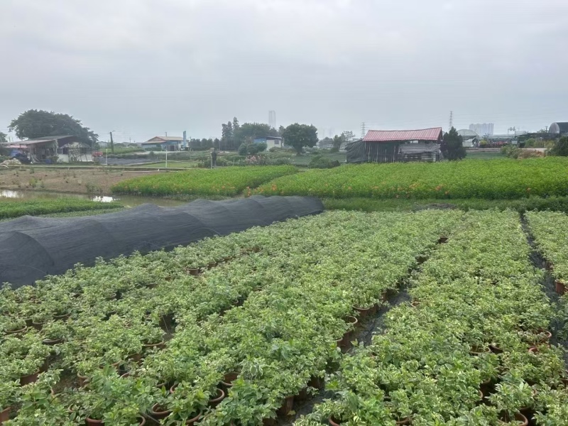 精品花叶假连翘基地直发