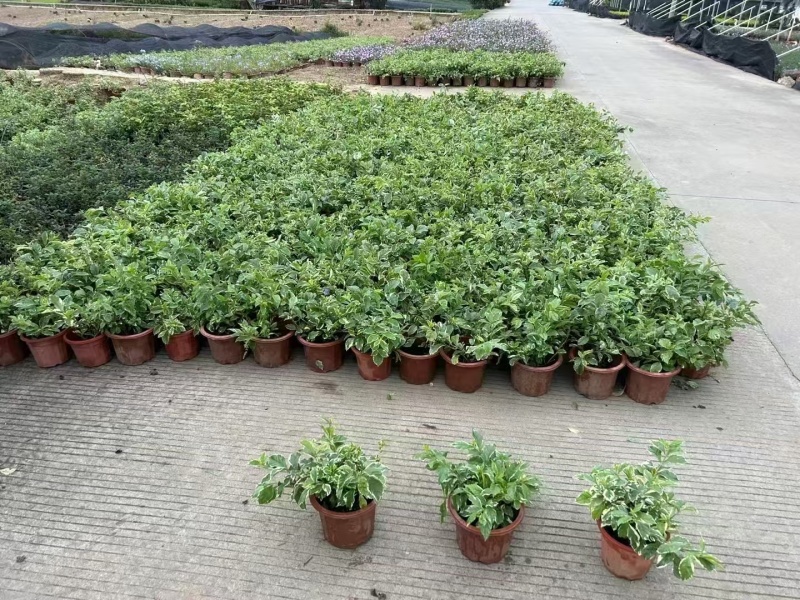 精品花叶假连翘基地直发