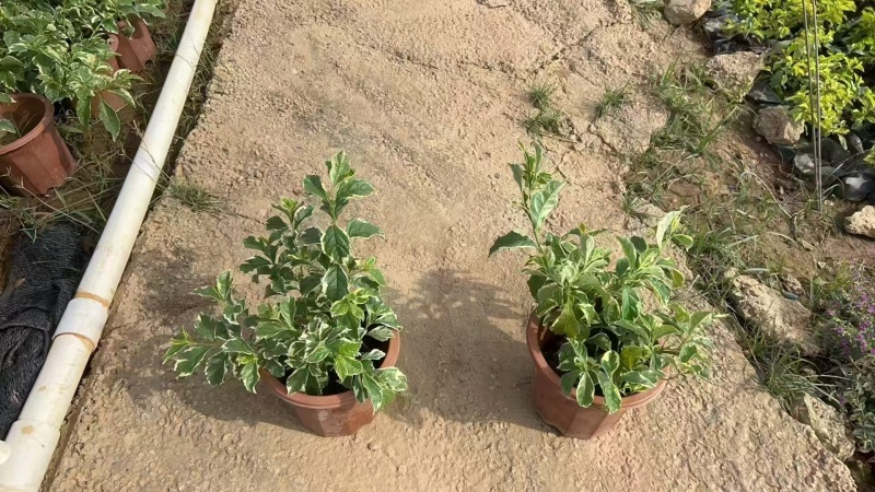 精品花叶假连翘基地直发