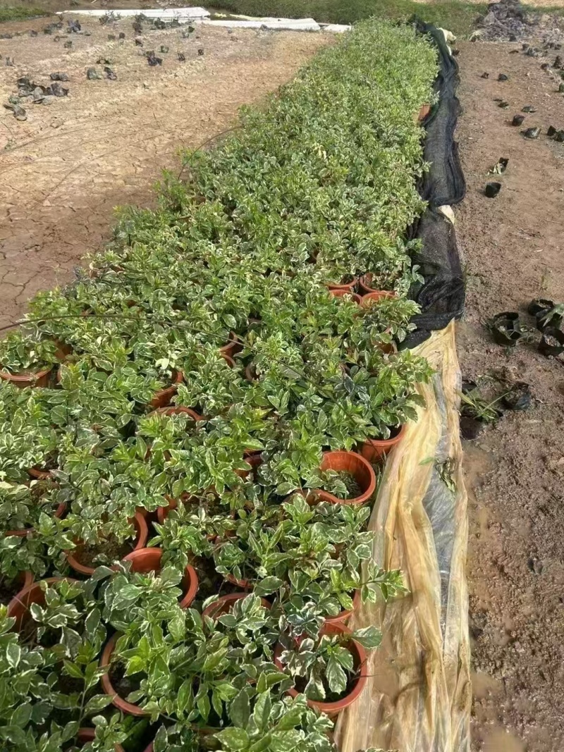 精品花叶假连翘基地直发