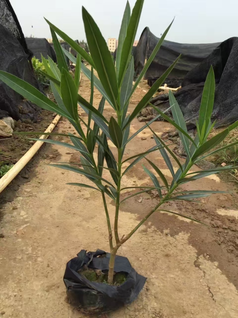 精品粉花夹竹桃基地自产自销