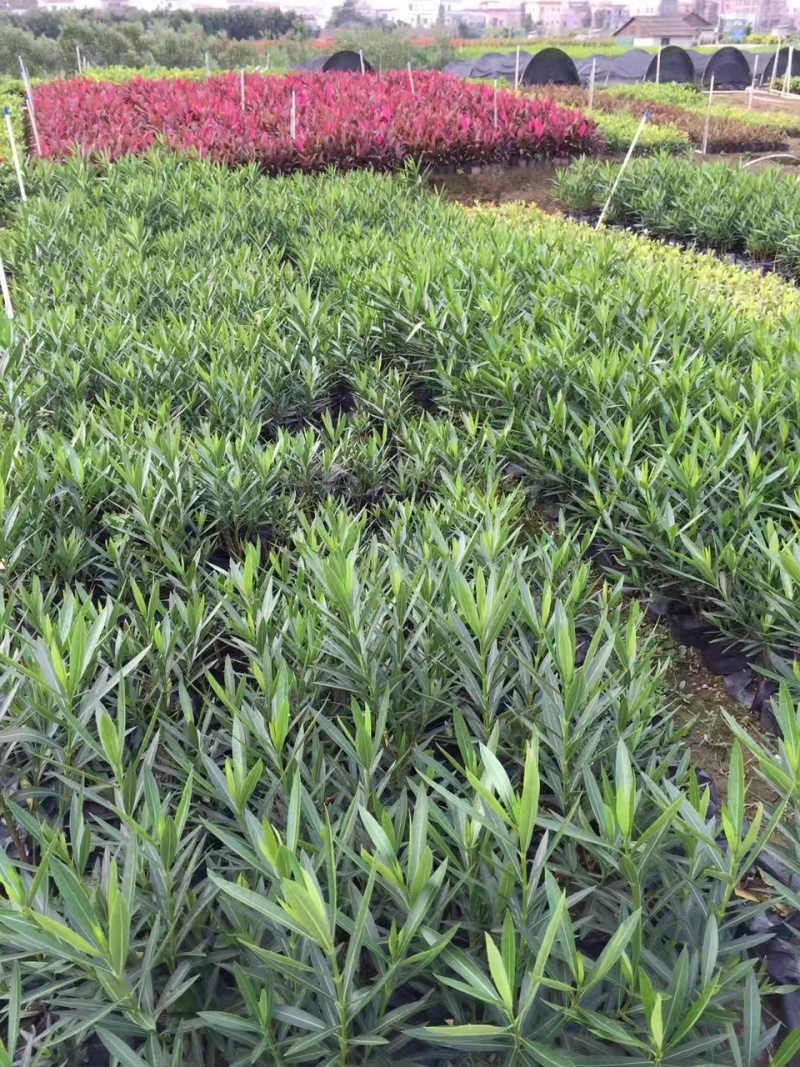 精品粉花夹竹桃基地自产自销