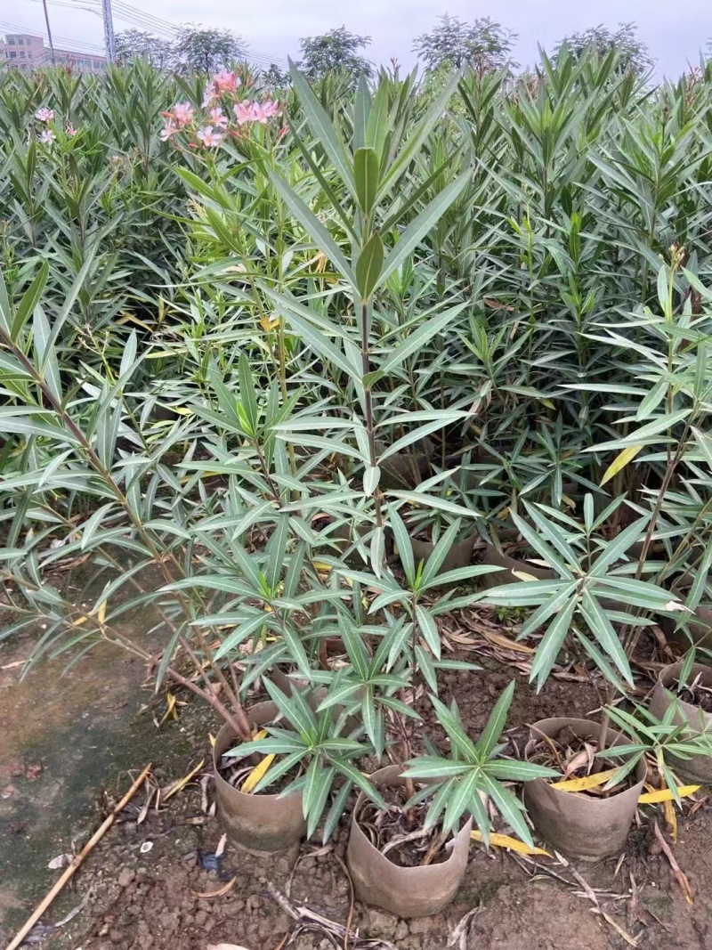 精品粉花夹竹桃基地自产自销