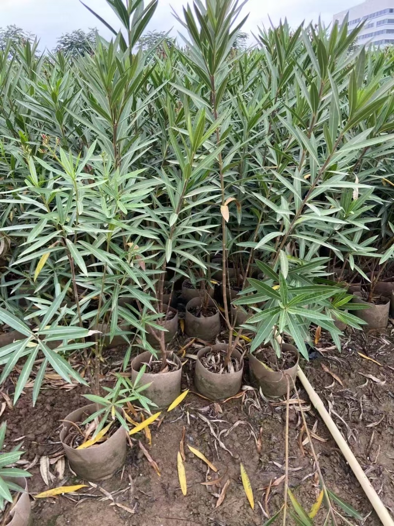 精品粉花夹竹桃基地自产自销