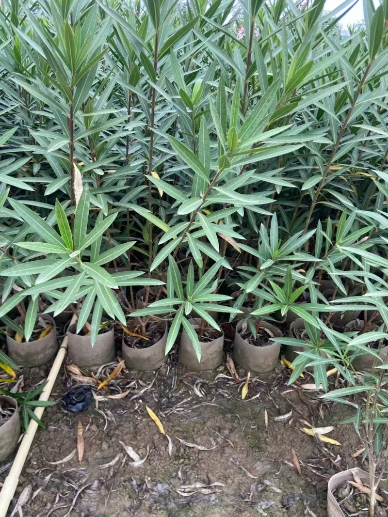 精品粉花夹竹桃基地自产自销