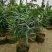 精品粉花夹竹桃基地自产自销