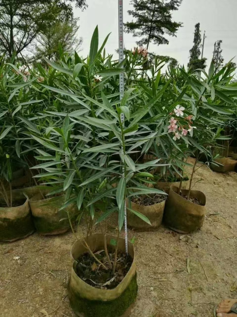 精品粉花夹竹桃基地自产自销