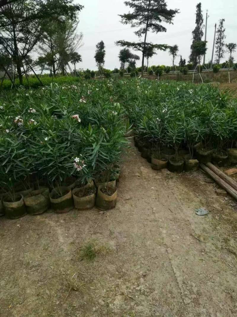 精品粉花夹竹桃基地自产自销