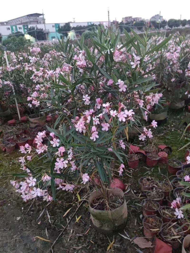 精品粉花夹竹桃基地自产自销