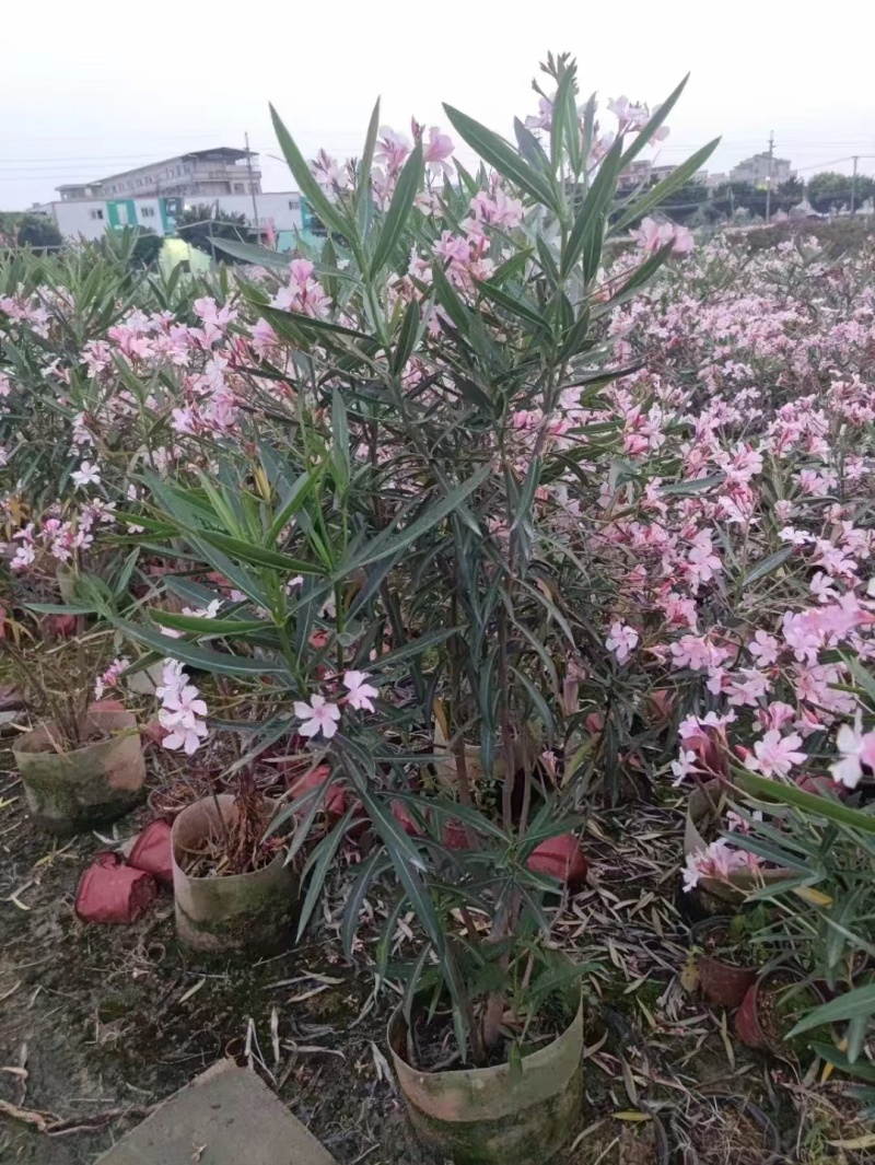 精品粉花夹竹桃基地自产自销