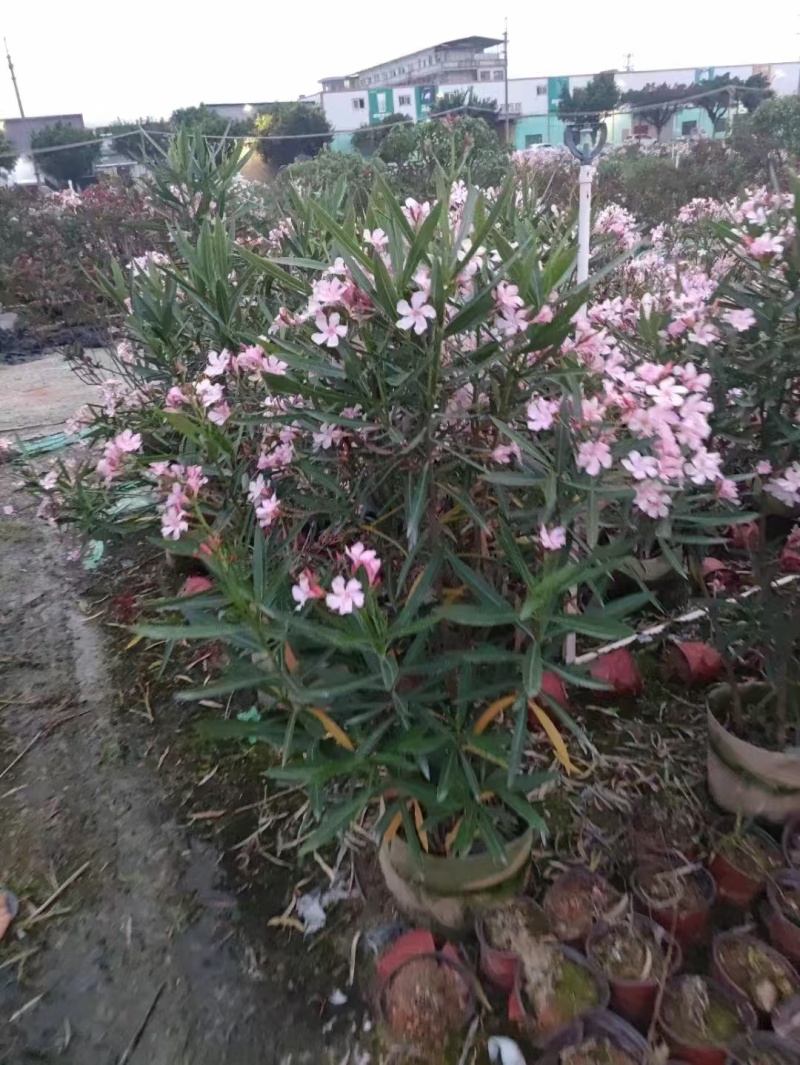 精品粉花夹竹桃基地自产自销