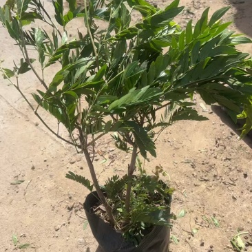 精品红绒球基地直销